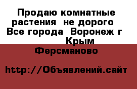 Продаю комнатные растения  не дорого - Все города, Воронеж г.  »    . Крым,Ферсманово